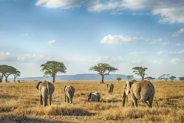 tansania safari und sansibar tui