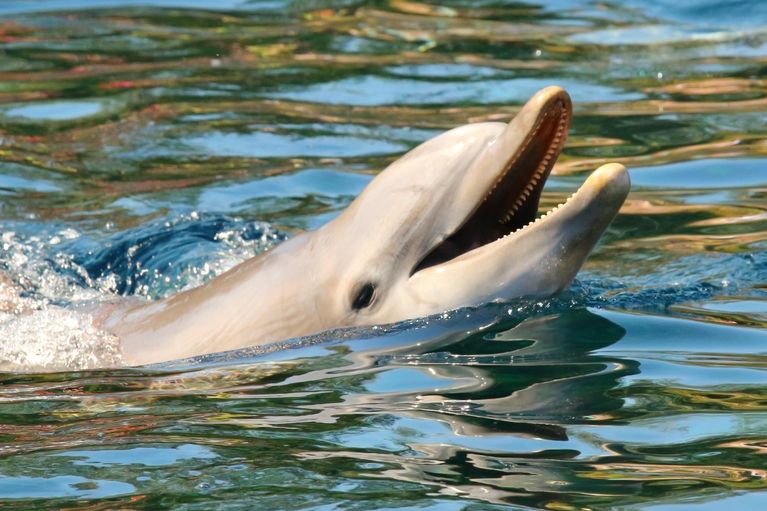 wie befriedigen sich delfine Forschung zeigt: Delfin-Weibchen haben Spaß beim Sex